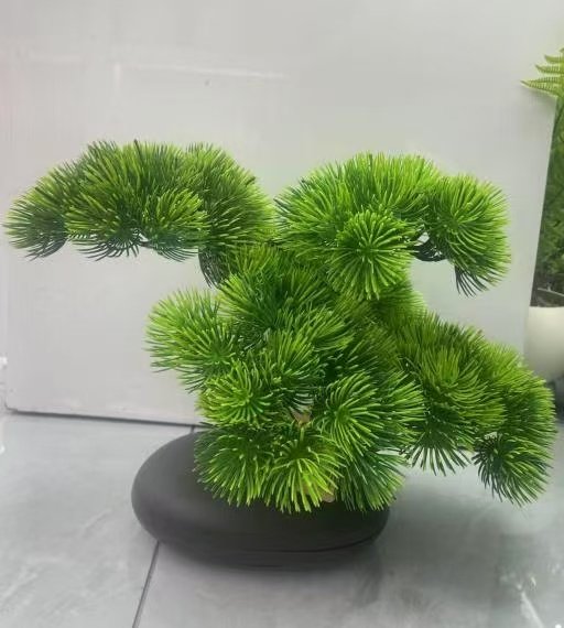 Bonsai (20)